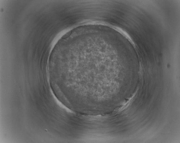 X0000077391247200611101746