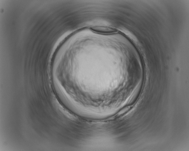 X0000077391248200611101746