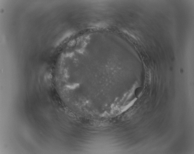 X0000077391254200611101746