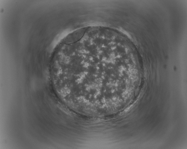 X0000077391263200611101745