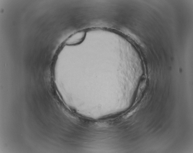 X0000077391264200611101745