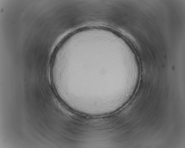 X0000077391272200611101745