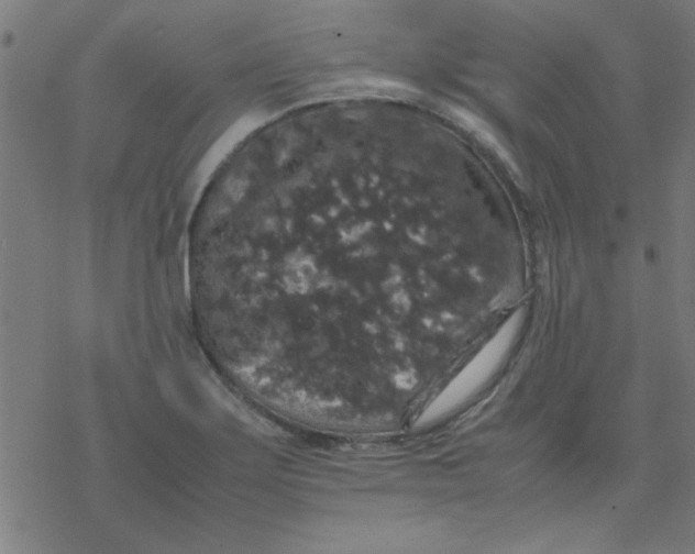 X0000077391275200611101745