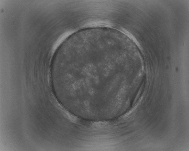 X0000077391277200611101745