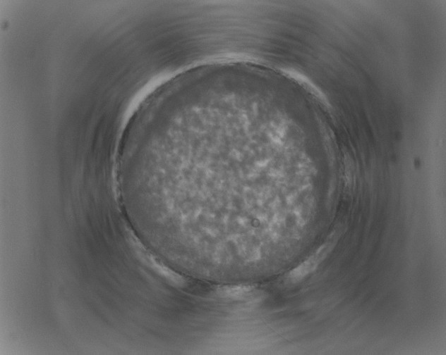 X0000077391278200611101745