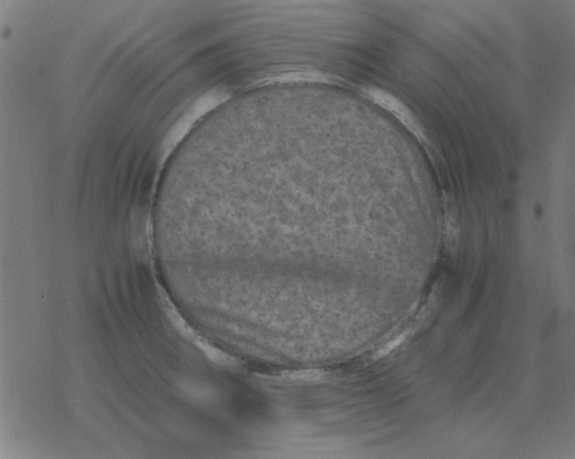 X0000077391282200611101745