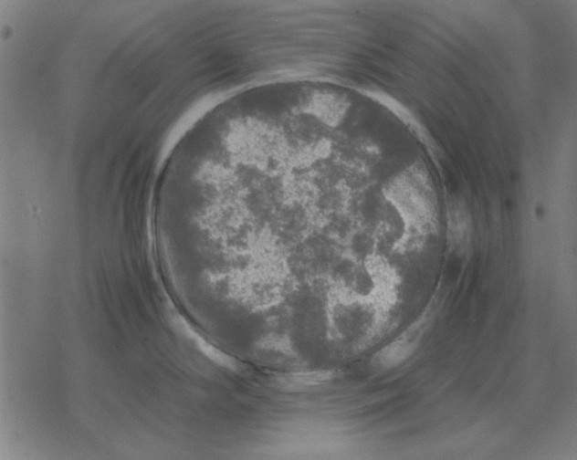 X0000077391294200611101745