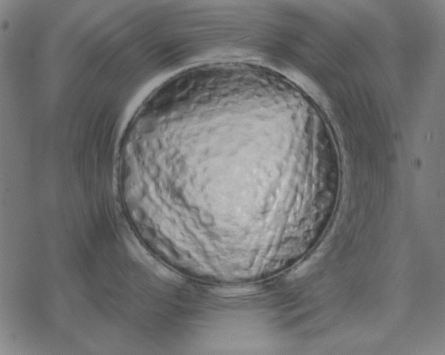 X0000077391296200611101745