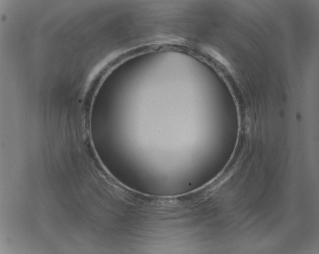 X0000077391310200611101744