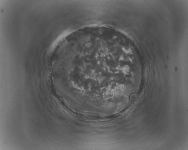 X0000077391359200611101744