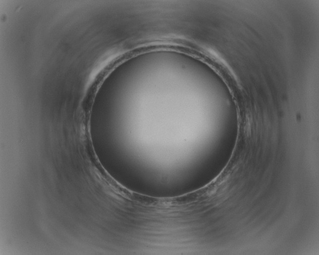 X0000077391360200611101744