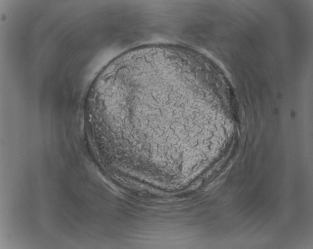 X0000077391367200611101744