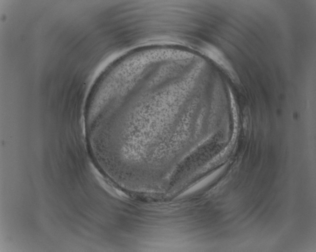 X0000077391372200611101744