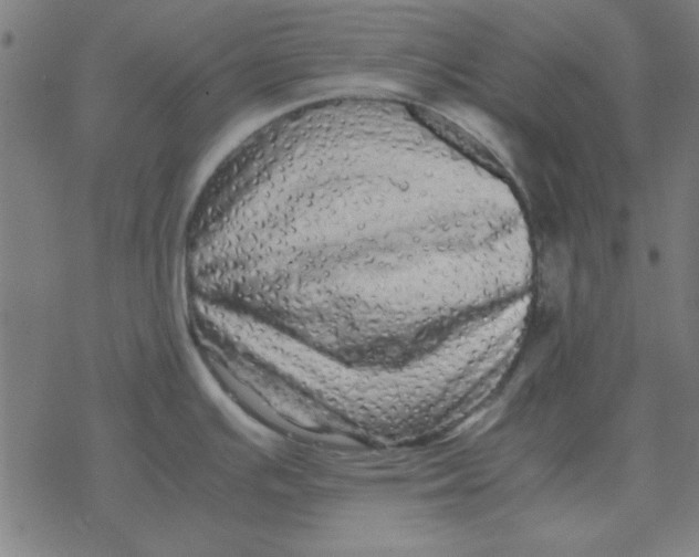 X0000077391391200611101743