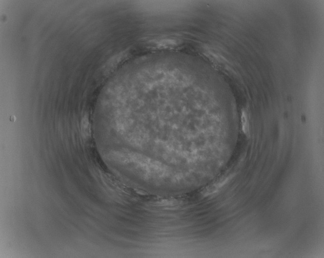 X0000077391395200611101743