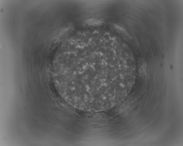 X0000077391397200611101743