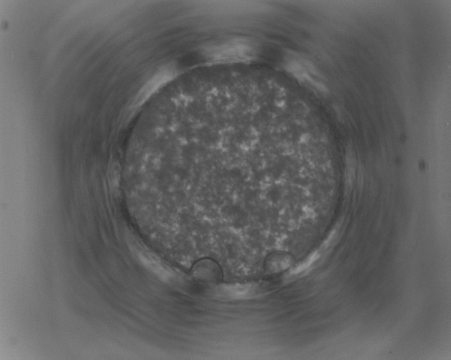 X0000077391401200611101743