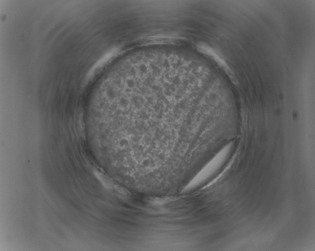 X0000077391403200611101743