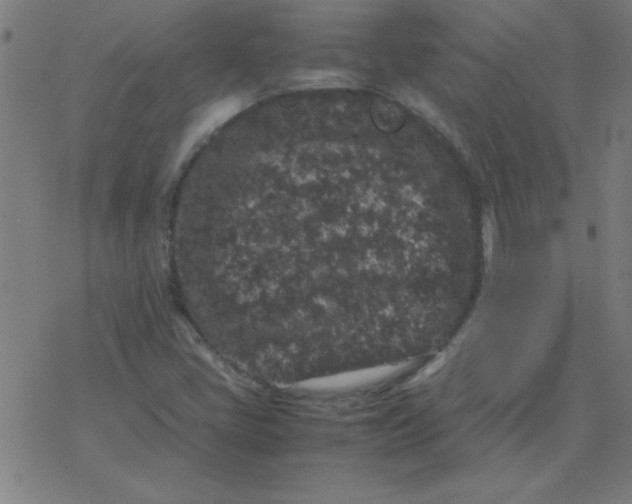 X0000077391405200611101743