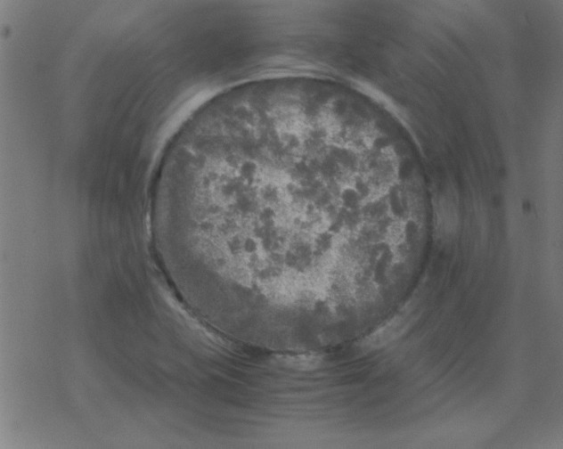 X0000077391415200611101743