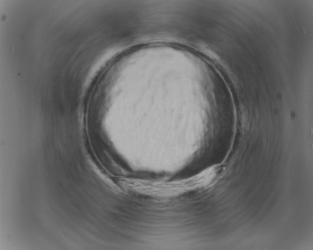 X0000077391416200611101743