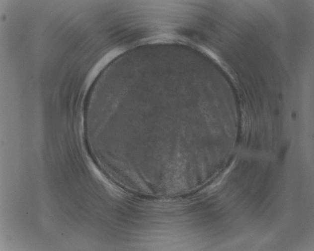 X0000077391418200611101743