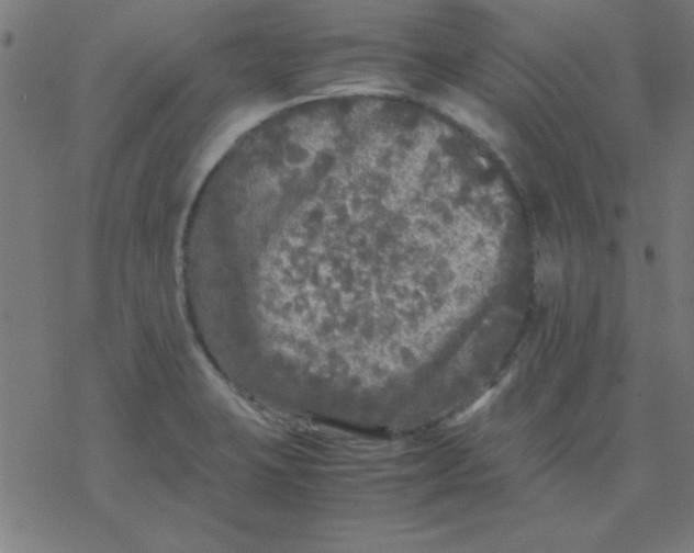 X0000077391423200611101743