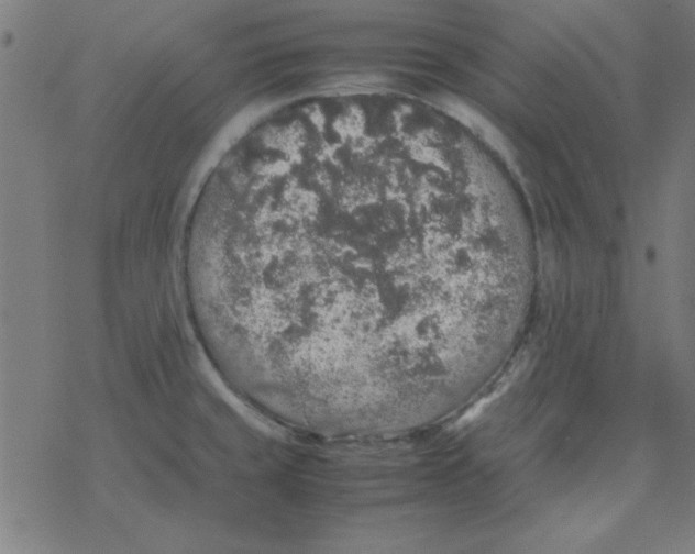 X0000077391429200611101743