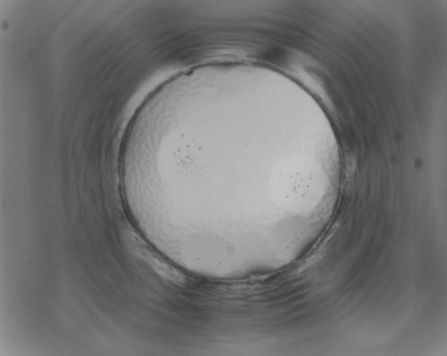 X0000077391435200611101743