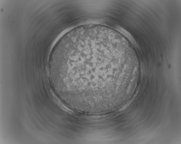 X0000077391436200611101743