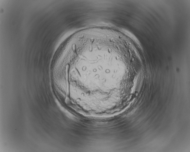 X0000077391439200611101743