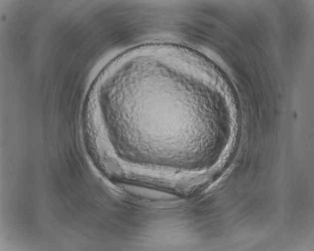 X0000077391440200611101743