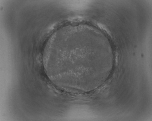 X0000077391445200611101742