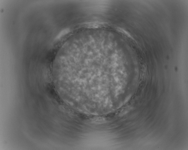 X0000077391446200611101742