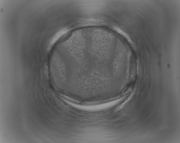 X0000077391453200611101742