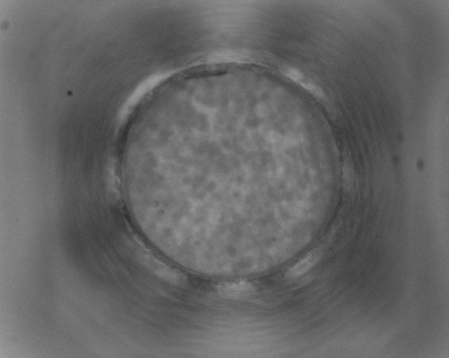 X0000077391454200611101742