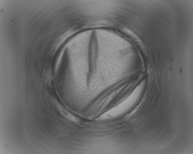 X0000077391457200611101742