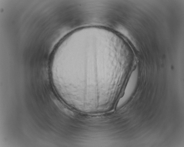 X0000077391460200611101742