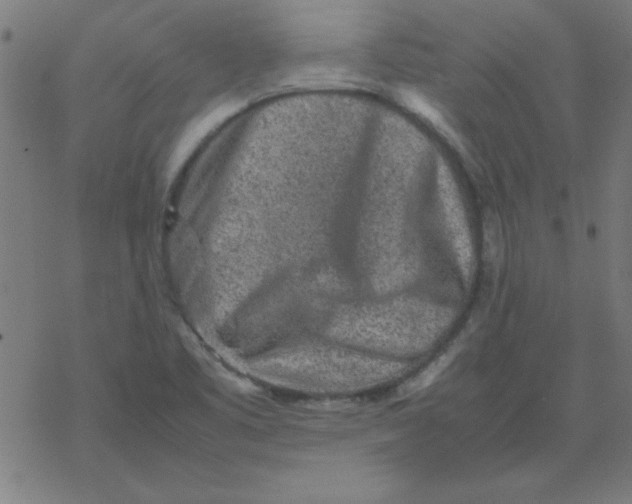 X0000077391461200611101742