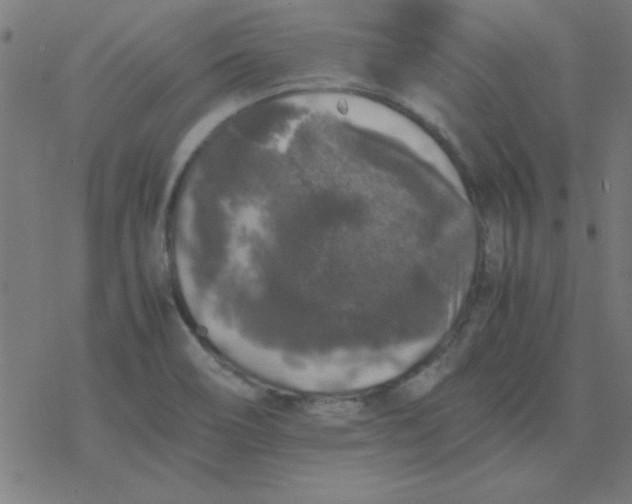 X0000077391466200611101742