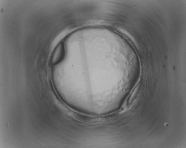 X0000077391467200611101742