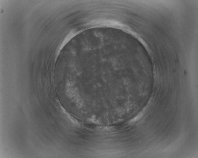 X0000077391529200611101742