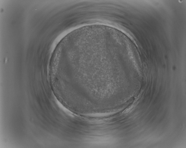 X0000077391535200611101742