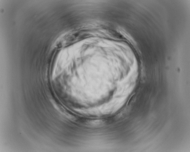 X0000077390058200611172049