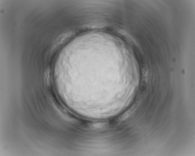 X0000077390070200611172049