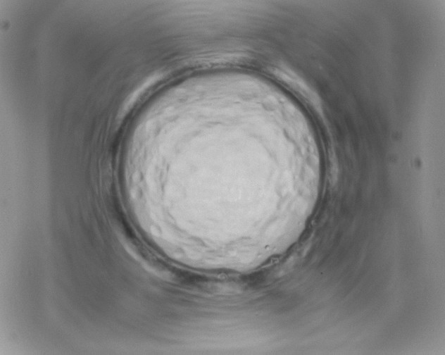 X0000077390107200611172049
