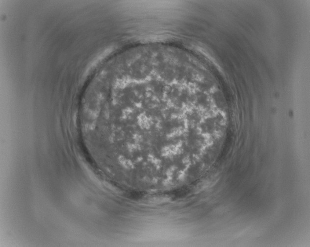 X0000077390491200611172043