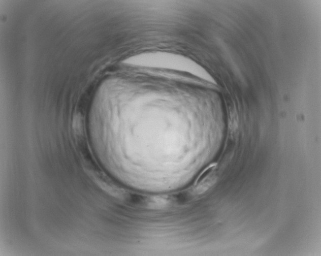 X0000077390623200611172040