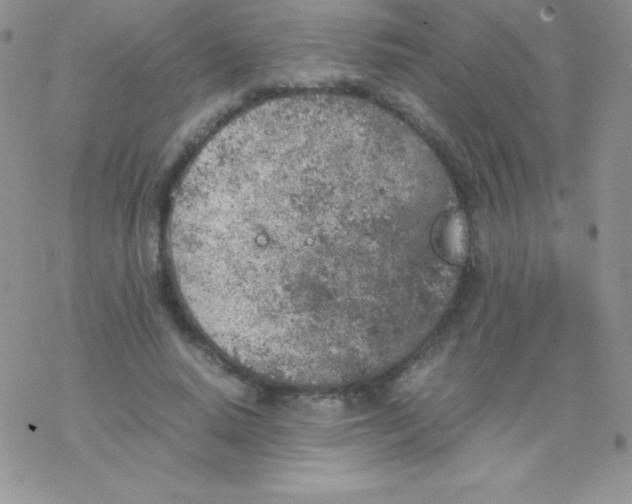 X0000077390640200611172040