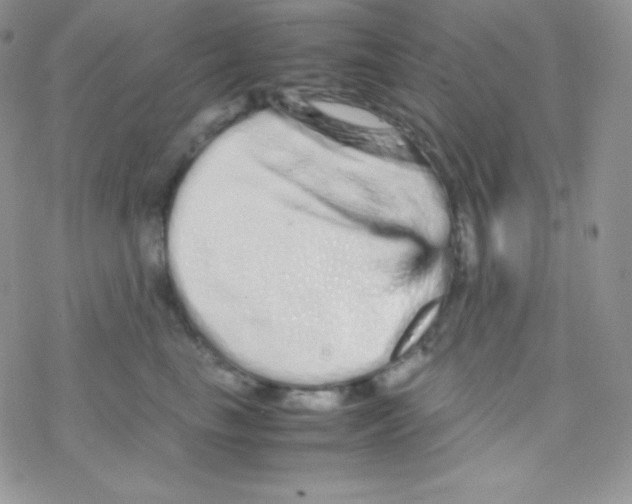 X0000077390665200611172040